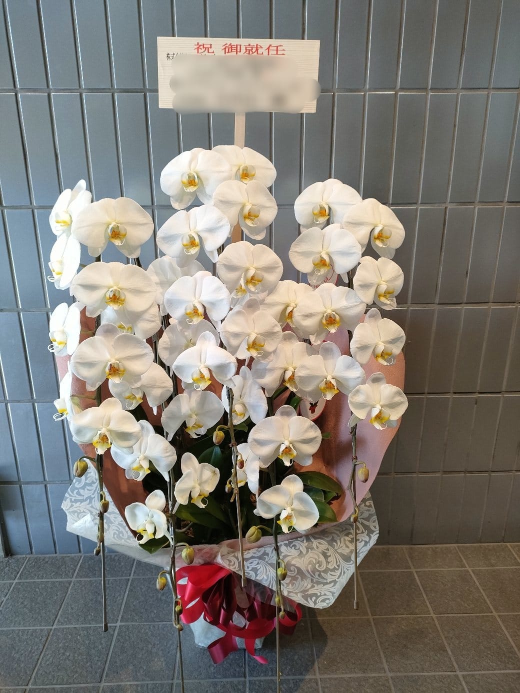 5本立ち胡蝶蘭 品川区