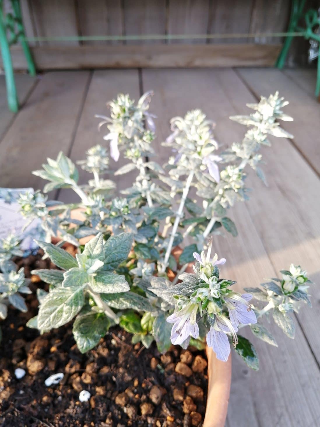 ツリージャマンダー アイスキューブ 店頭用に。