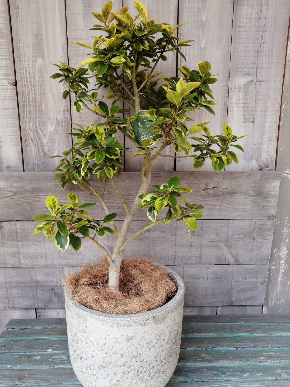 フランスゴムの木「ユキ」 希少な観葉植物