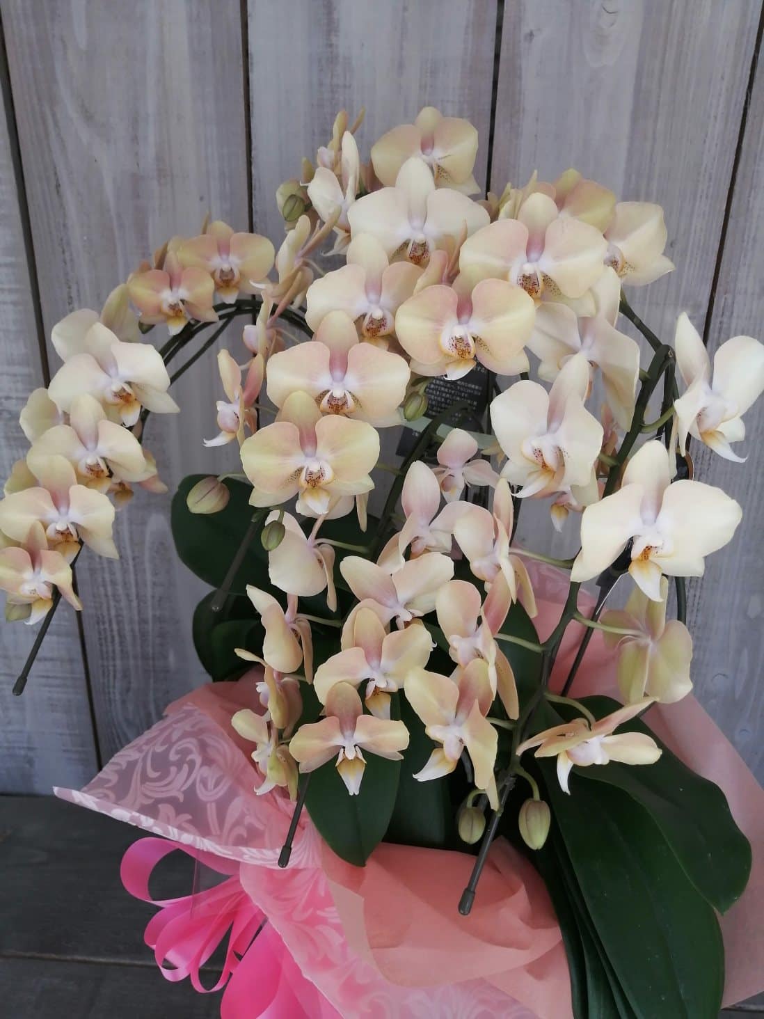 千葉県にお届けしたミニ胡蝶蘭・ゴールデンマンボ