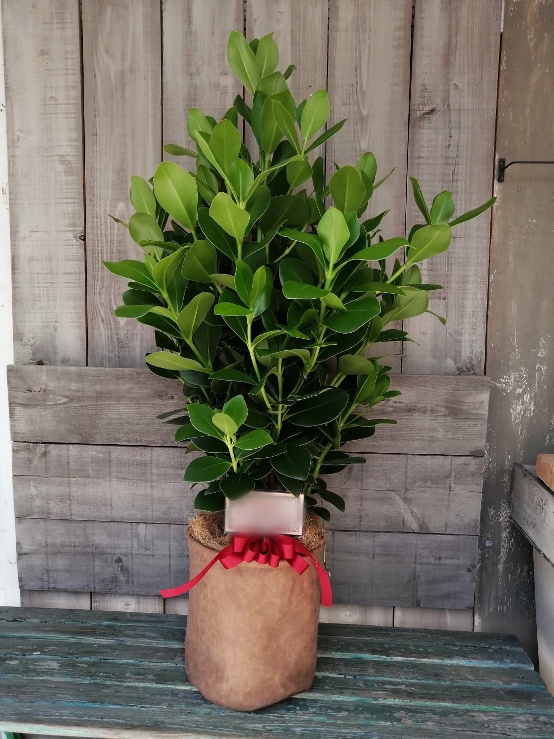 クルシアロゼアプリンセス