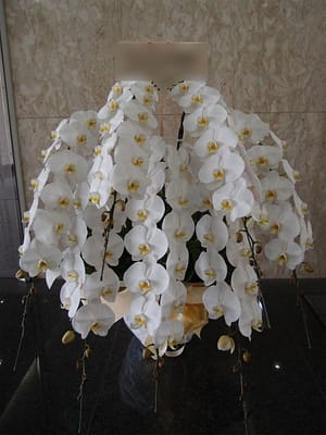 大輪胡蝶蘭白7本立ち(送料無料・札無料・ラッピング無料 東京都)