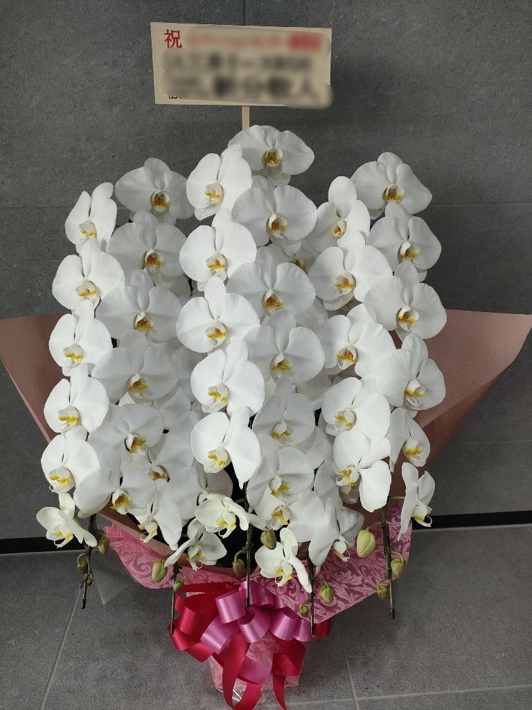 胡蝶蘭5本 勝島