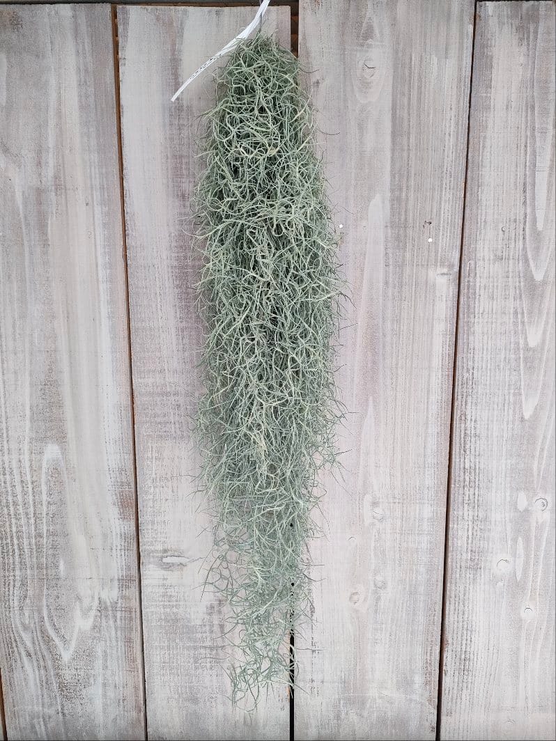 スパニッシュモス