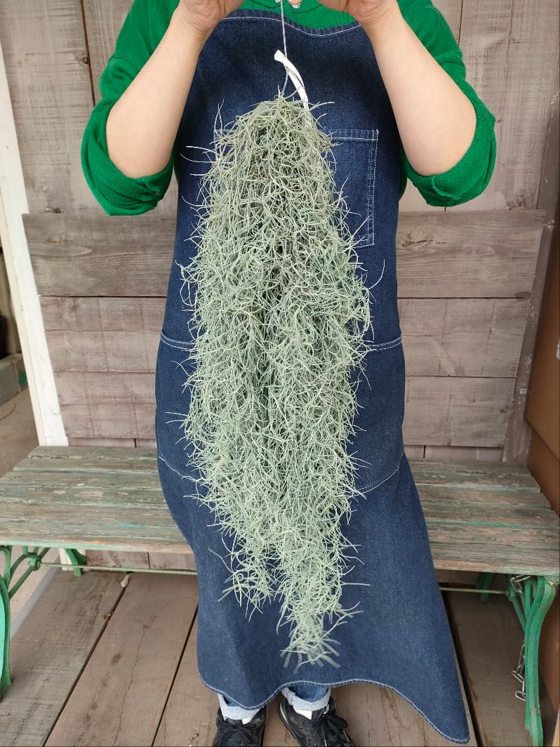 スパニッシュモス 3980