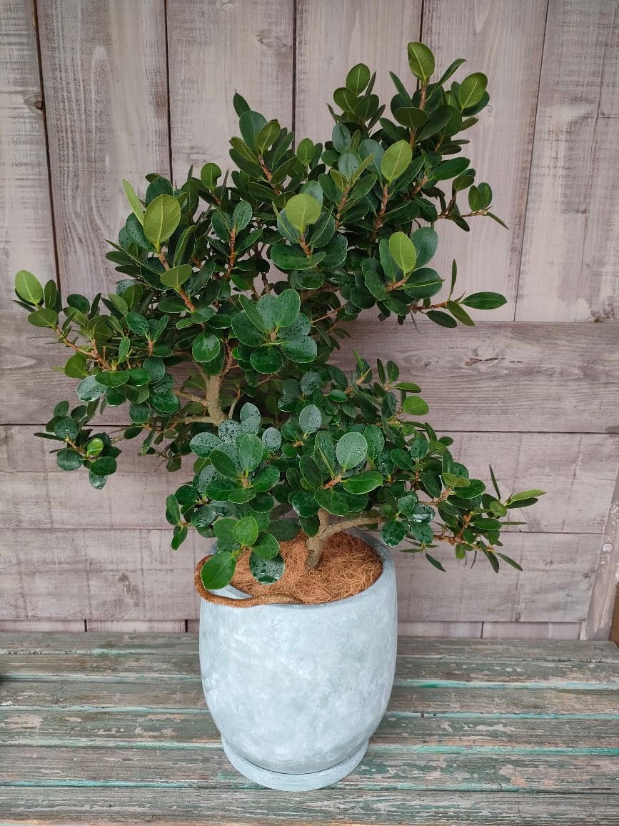 ガジュマル パンダ 3