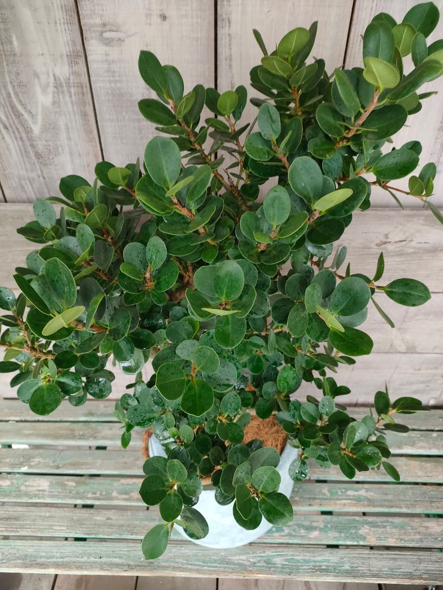 パンダ ガジュマル