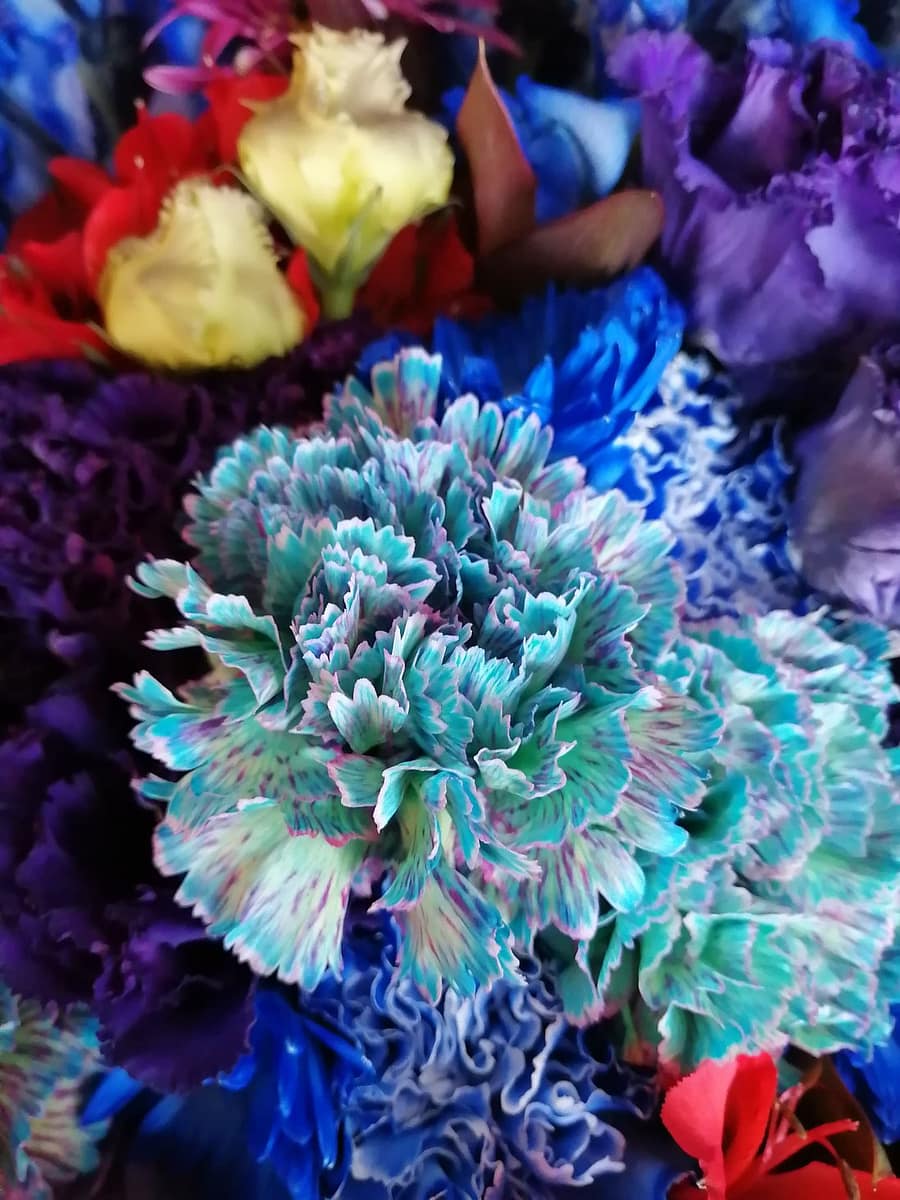 染めカーネーション エメラルド・ブルー