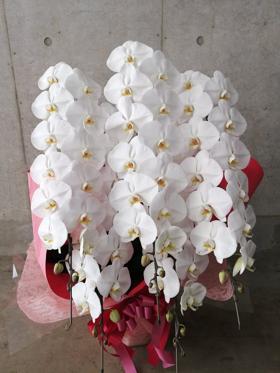 胡蝶蘭5本立ち オフィス移転御祝い