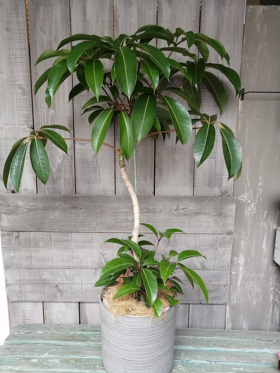 ツピダンサス 移転御祝いの観葉植物