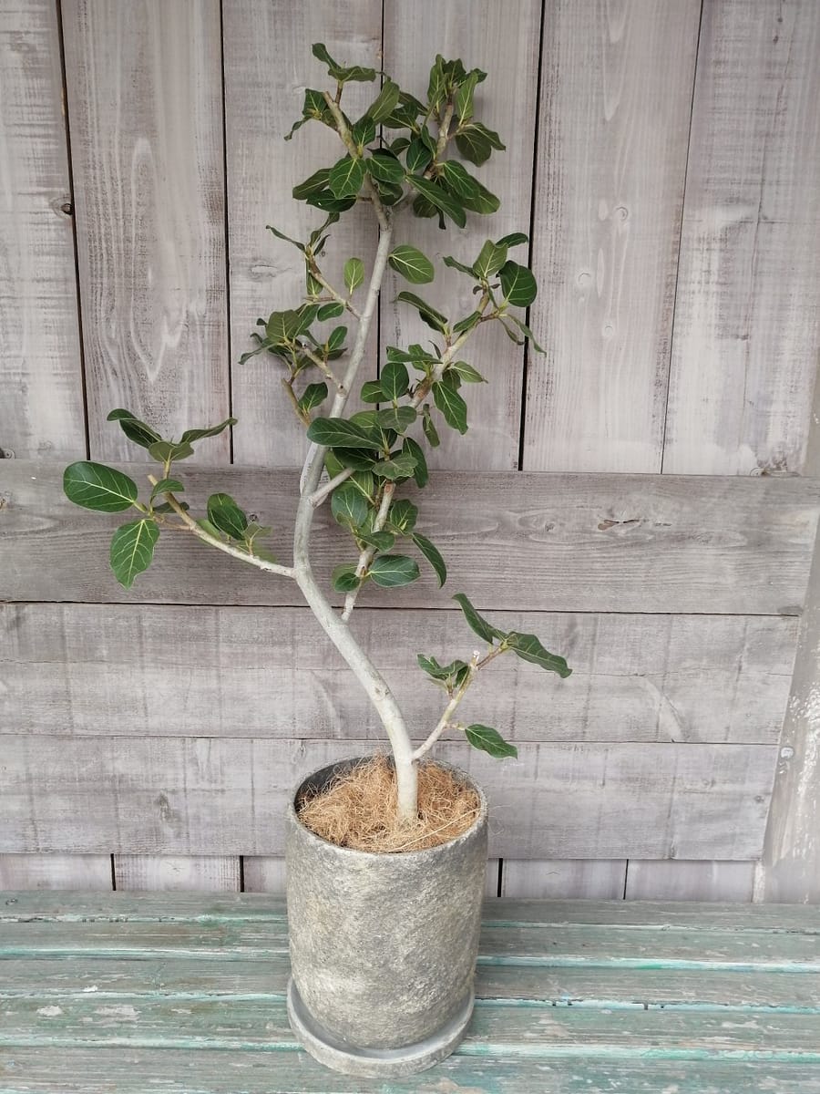 フランスゴムの木 退職御祝い