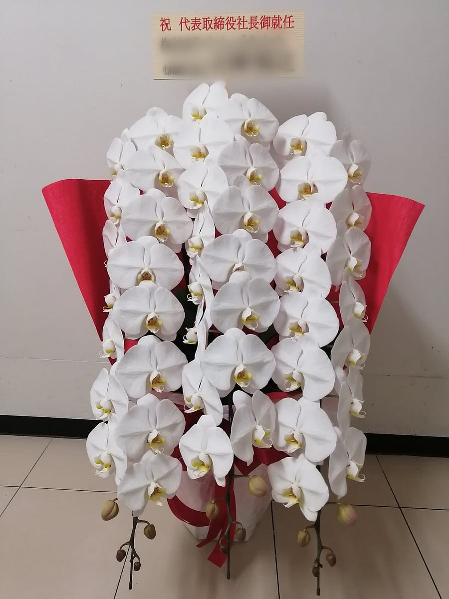 胡蝶蘭白3本立ち