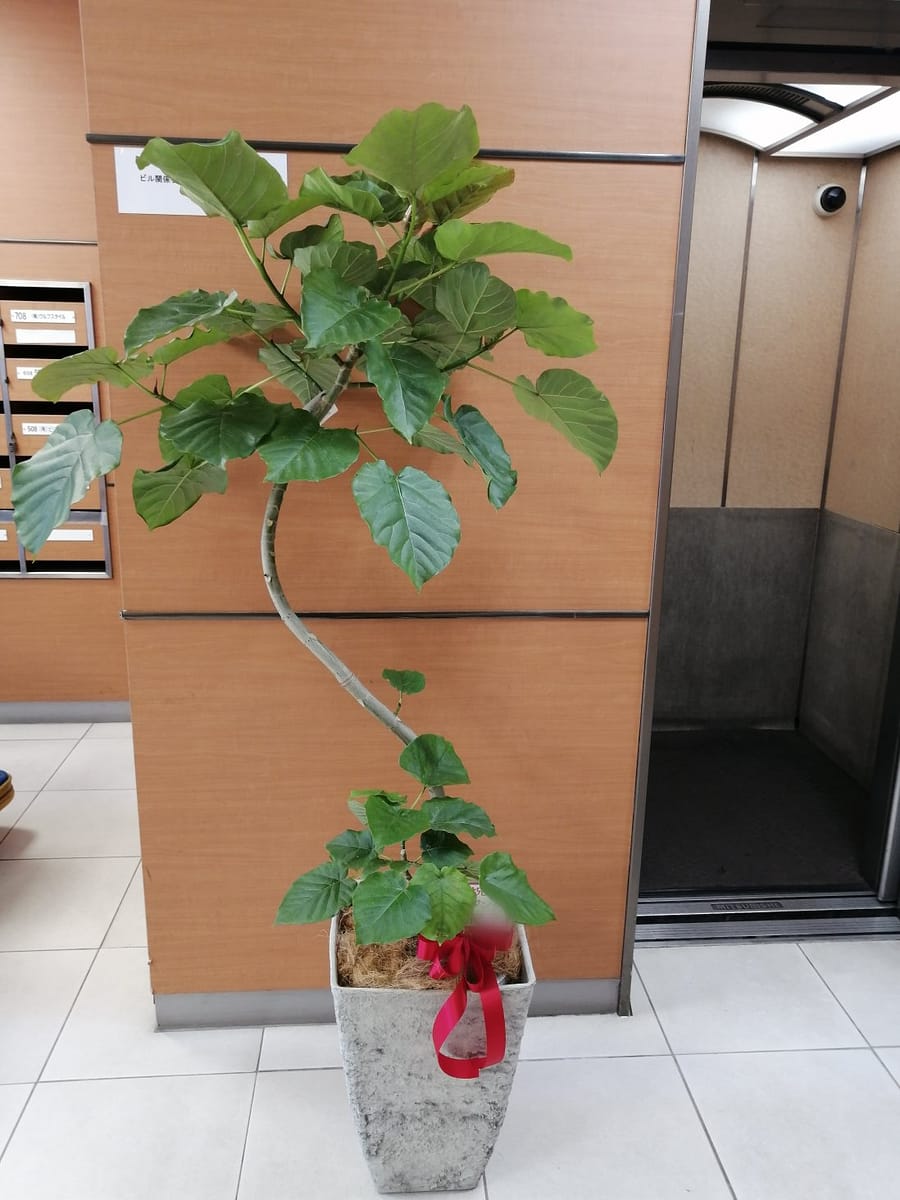 中央区築地にお届けしたウンベラータ