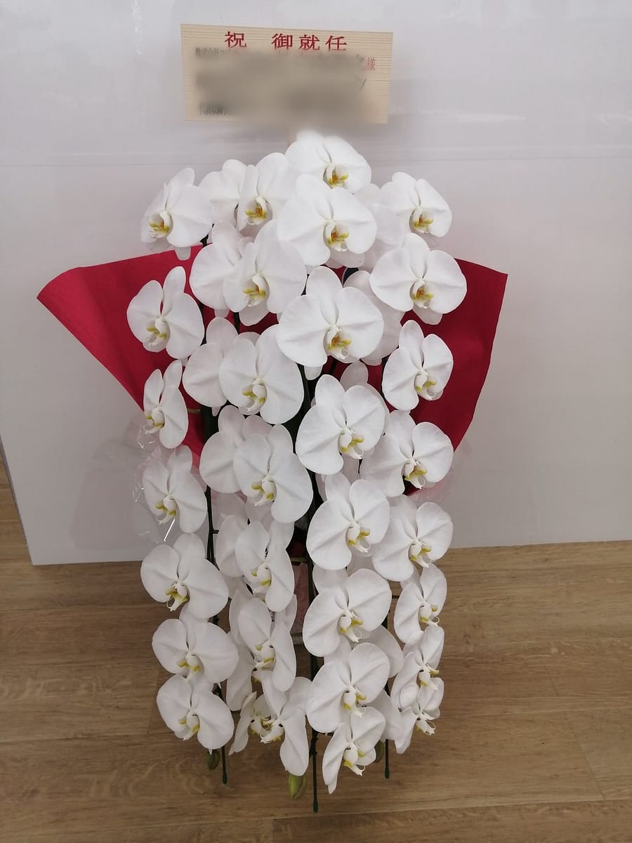 就任御祝いの胡蝶蘭。東京都の花屋。