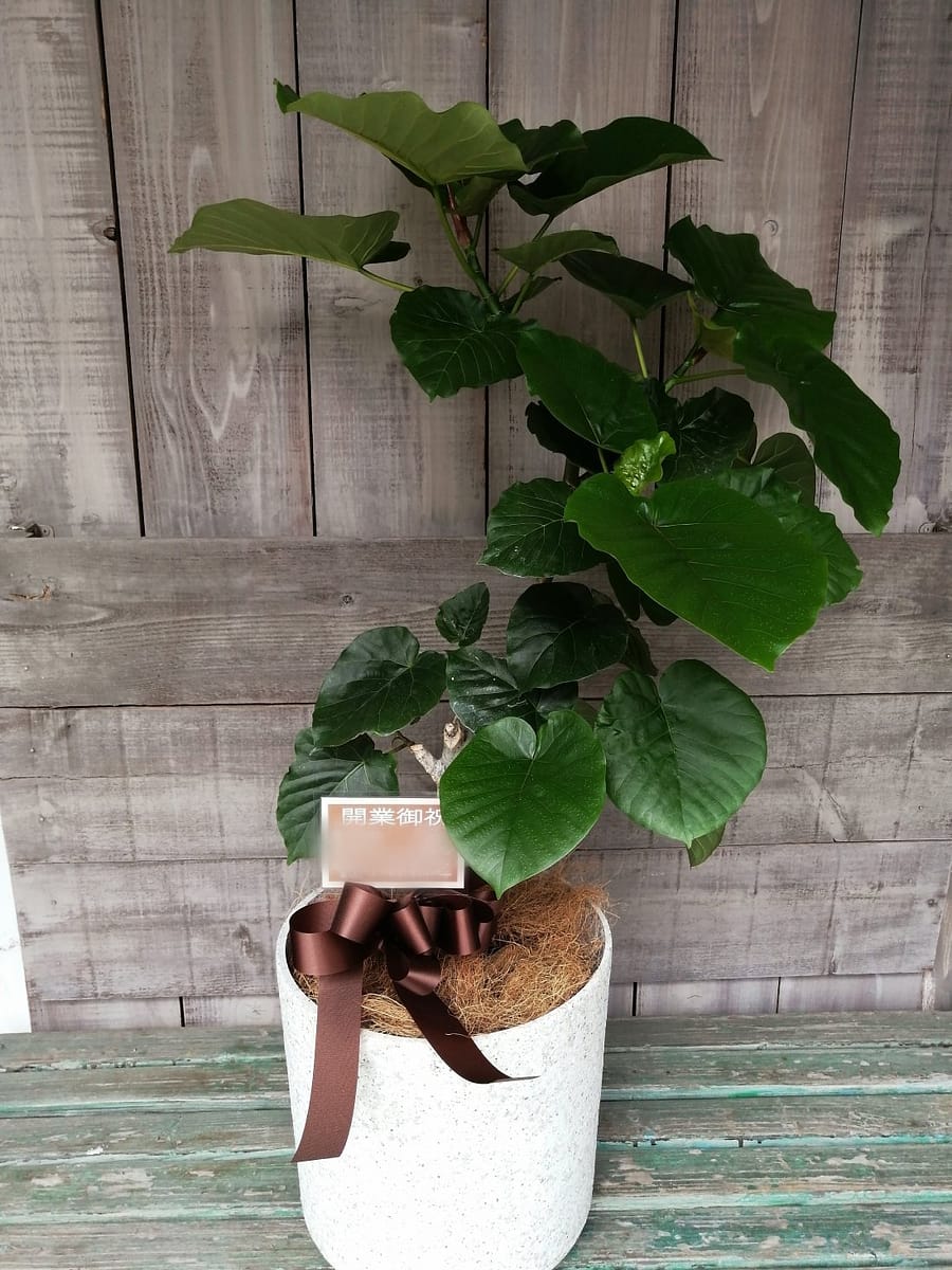 ウンベラータ 鎌倉