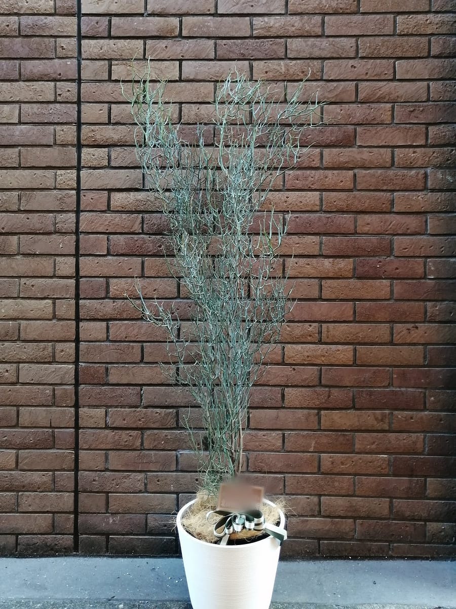 アカシア アフィラ