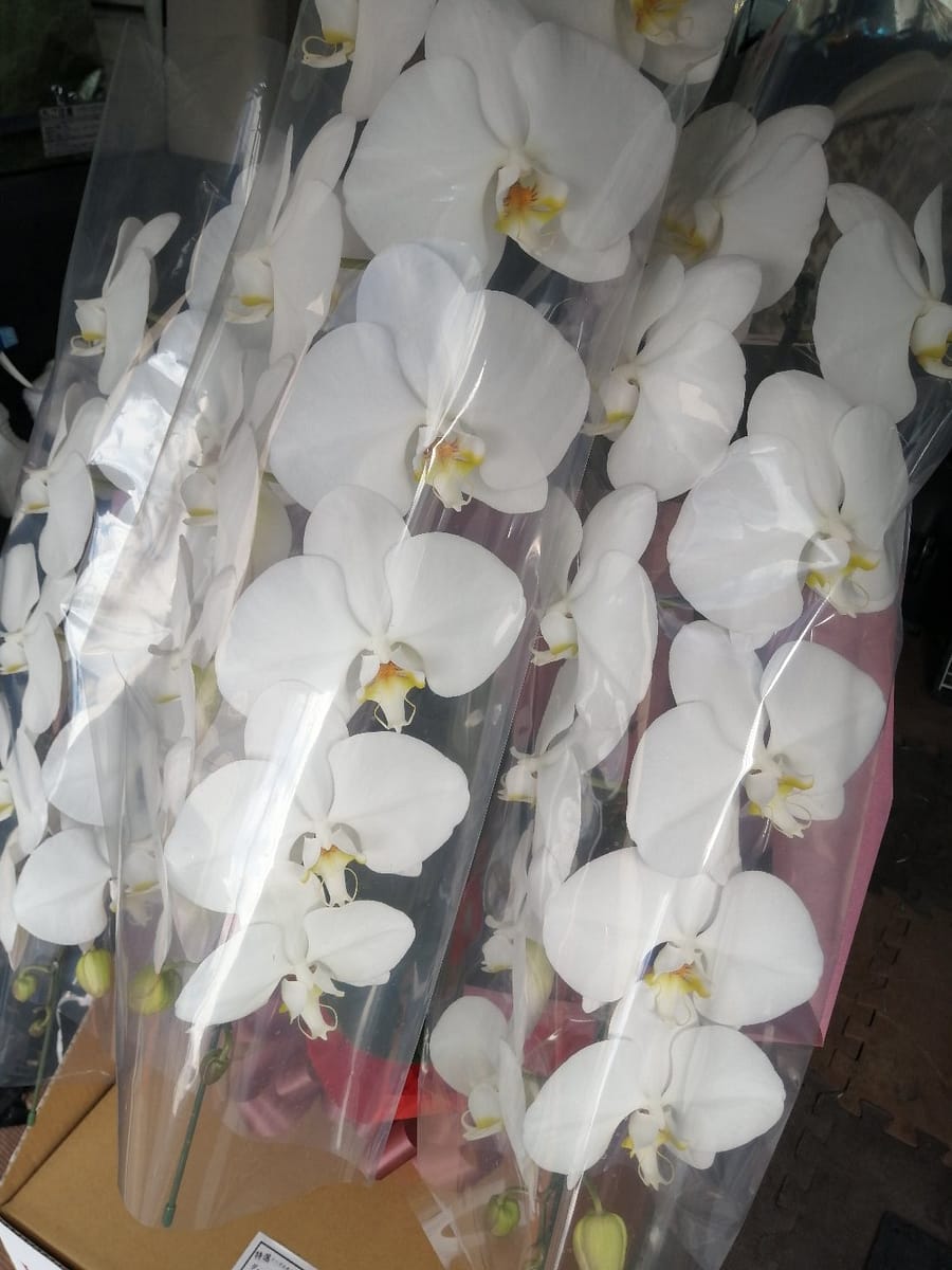 胡蝶蘭のカバー