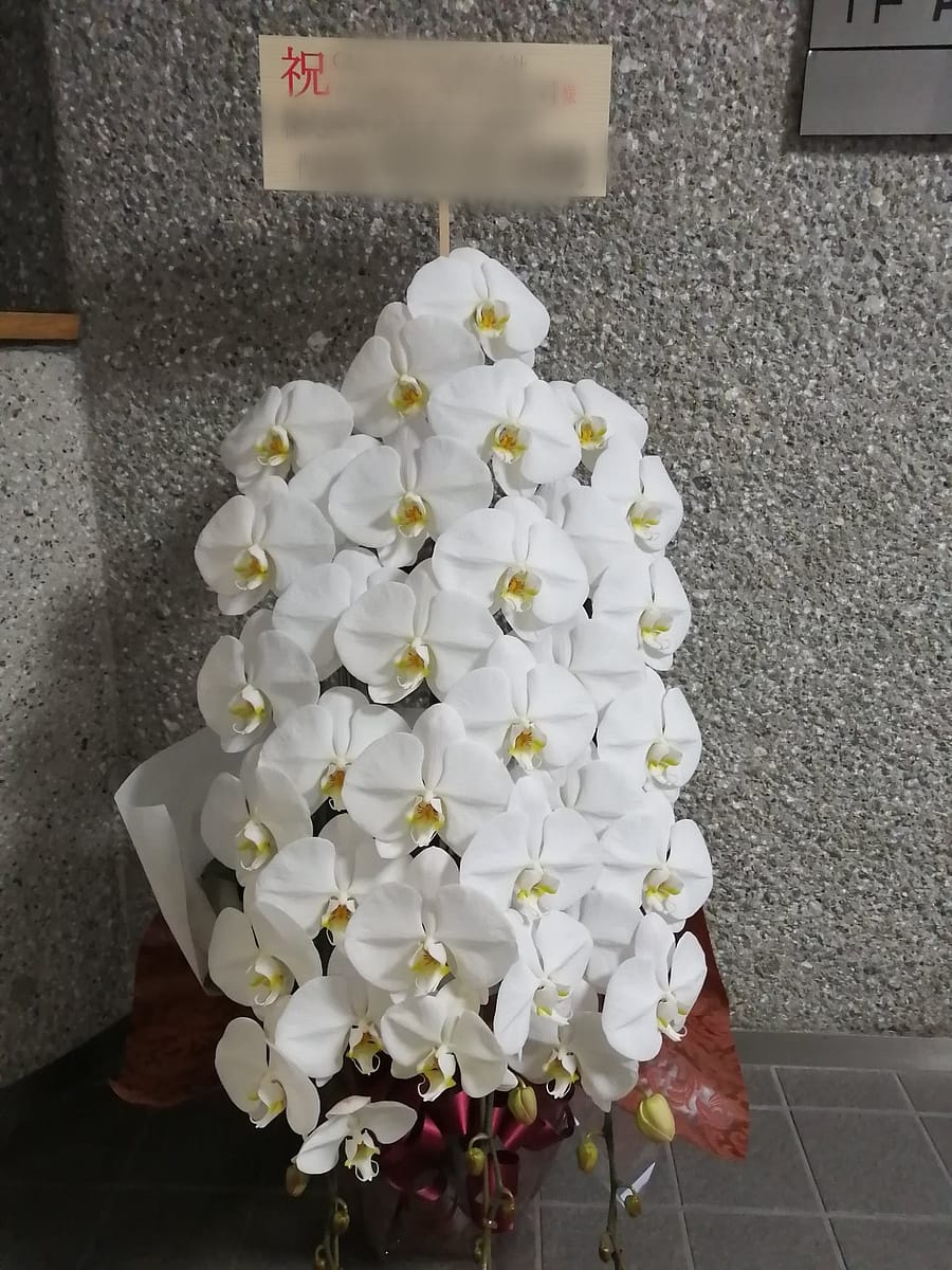 胡蝶蘭のお届け