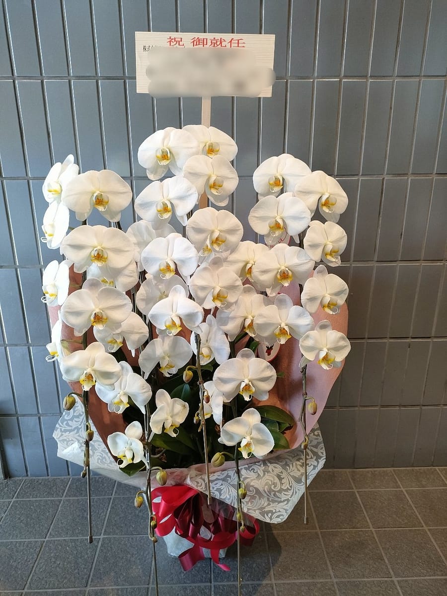 5本立ち胡蝶蘭 品川区